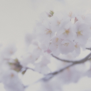 播放关于动漫美女操鸡
